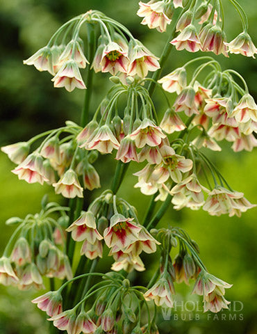 DEKORATĪVIE SĪPOLI "NECTAROSCORDUM SICULUM" 5gb