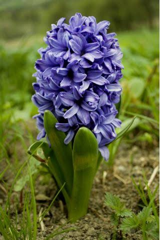HIACINTES "BLUE JACKET"