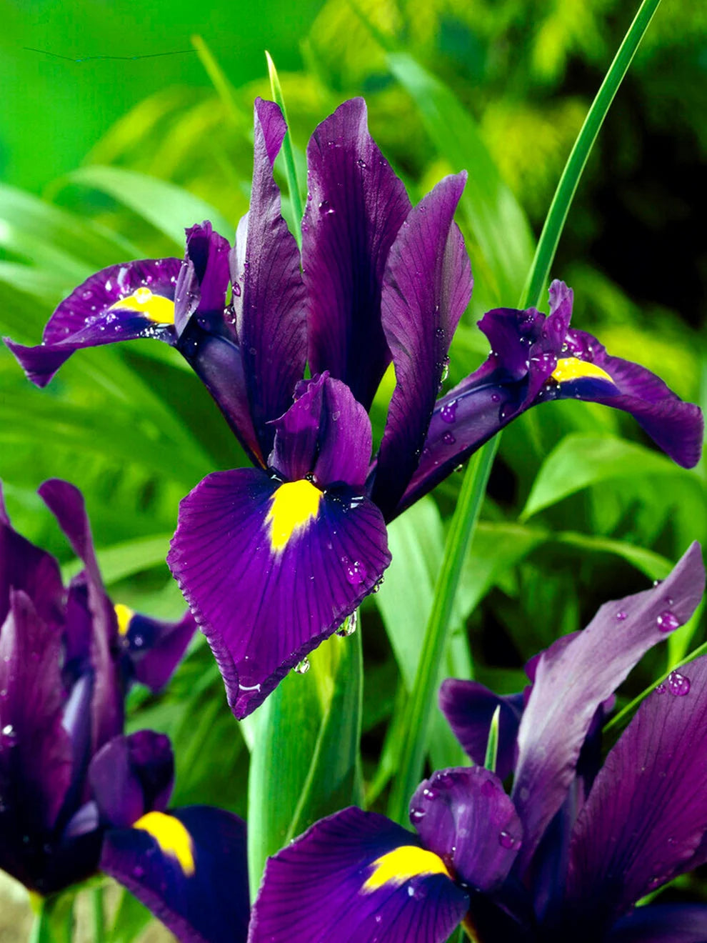 ĪRISI HOLANDES "PURPLE SENSATION" 1gb
