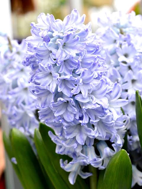 HIACINTES "BLUE EYES" 1gb
