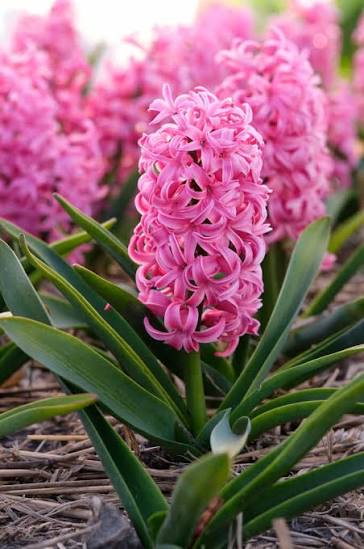 HIACINTES "PINK PEARL" 1gb