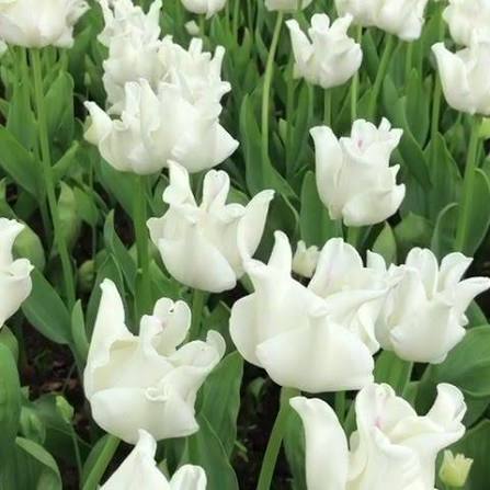 TULPES TRIUMFA (KROŅA) "WHITE LIBERSTAR" 1gb