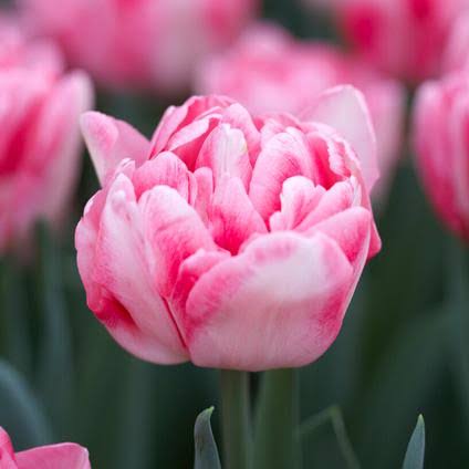 TULPES PILDĪTĀS "ROSY DIAMOND" 1gb