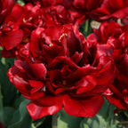 TULPES PILDĪTĀS "UNCLE TOM" 1gb
