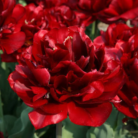 TULPES PILDĪTĀS "UNCLE TOM" 1gb