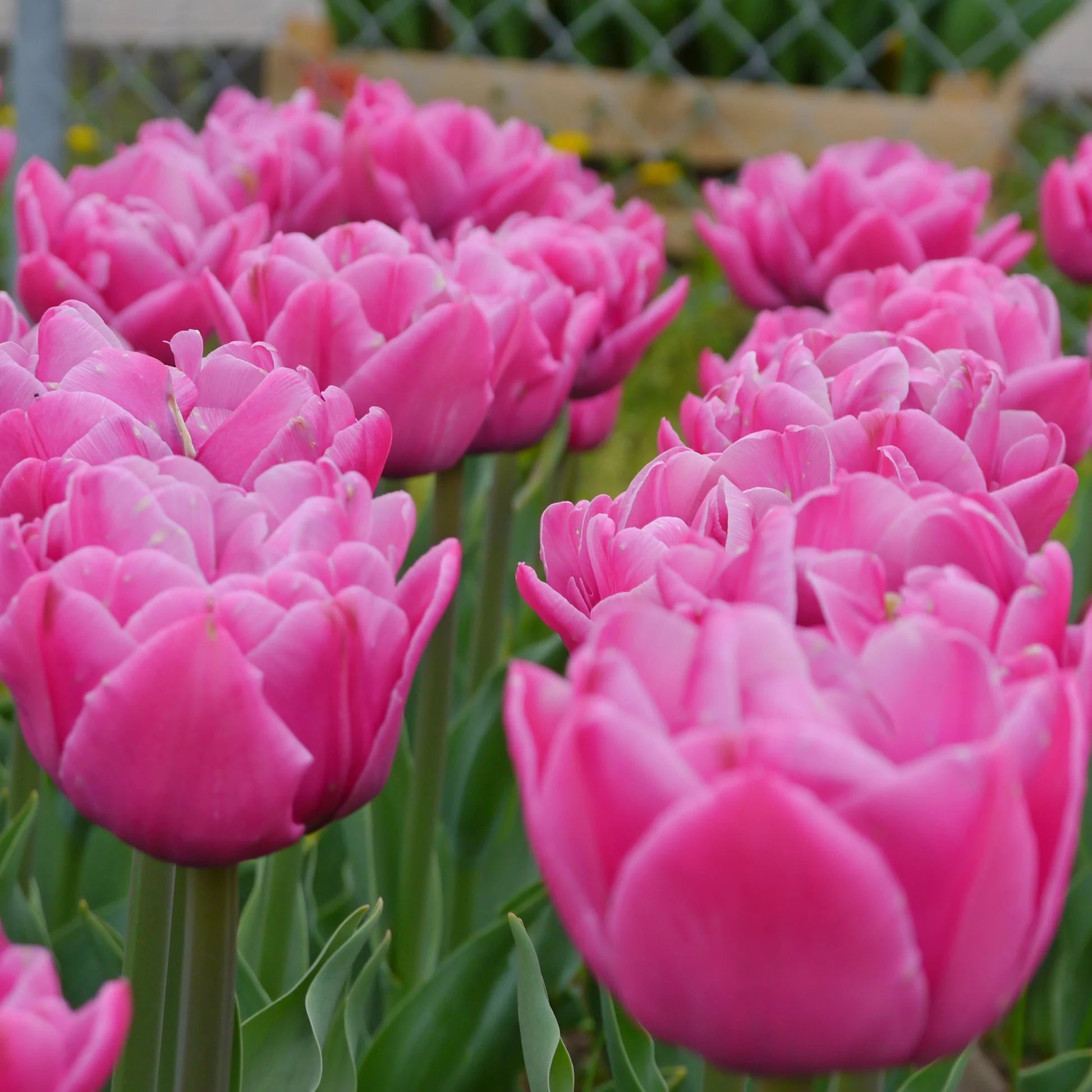 PILDĪTĀS TULPES "UP PINK" 1gb