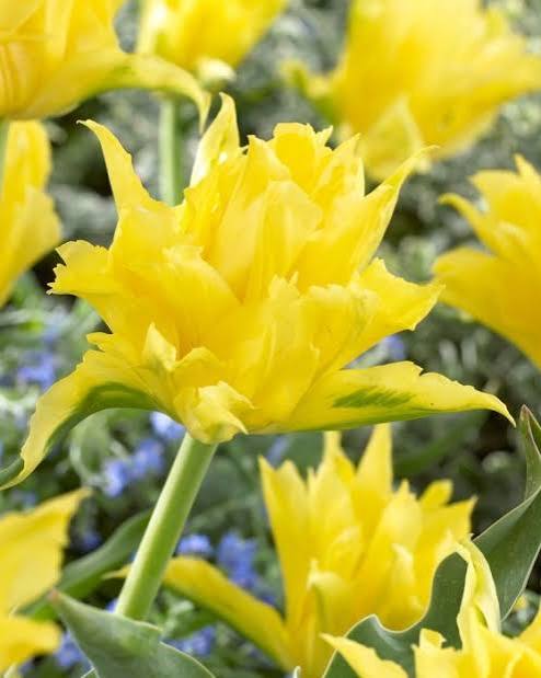 TULPES PILDĪTĀS  "MONTE SPIDER" 1gb