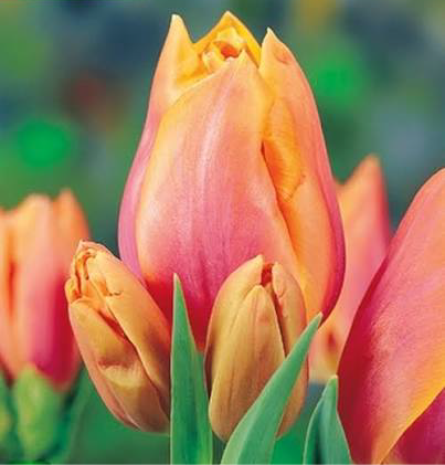DAUDZZIEDU TULPE "DRAGON KING"
