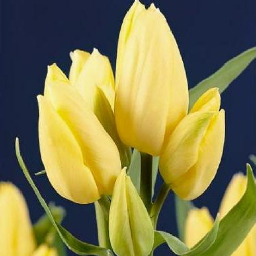 DAUDZZIEDU TULPE "HANS DIETRICH GENSCHER"