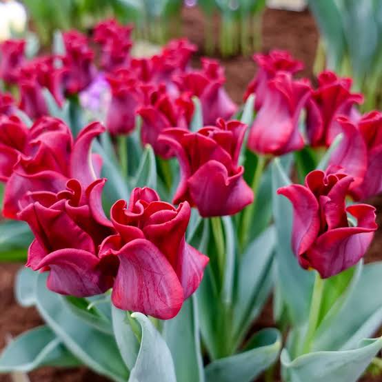 TULPES TRIUMFA (KROŅA) "RED DRESS" 1gb