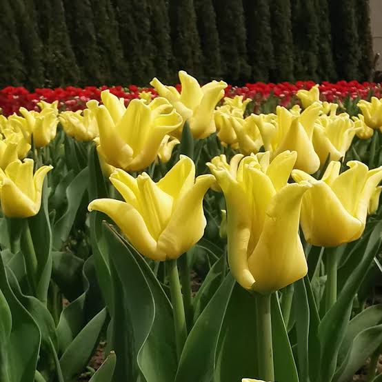 TULPE TRIUMFA (KROŅA) "YELLOW CROWN"