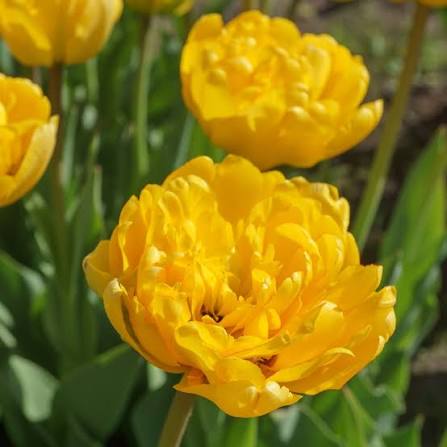 PILDĪTĀS TULPES "MONTE PEONY" 1gb