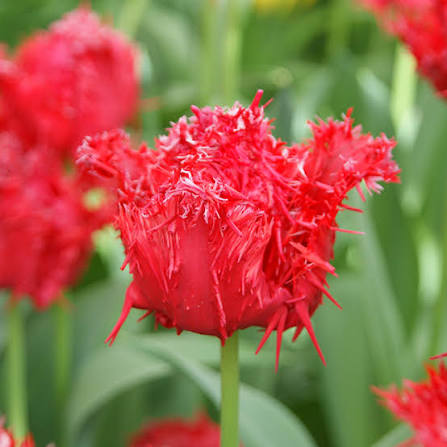 TULPES BĀRKŠZIEDU "BARBADOS" 1gb