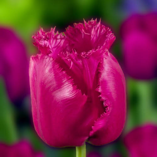 TULPES BĀRKŠZIEDU "BURGUNDY LACE" 1gb
