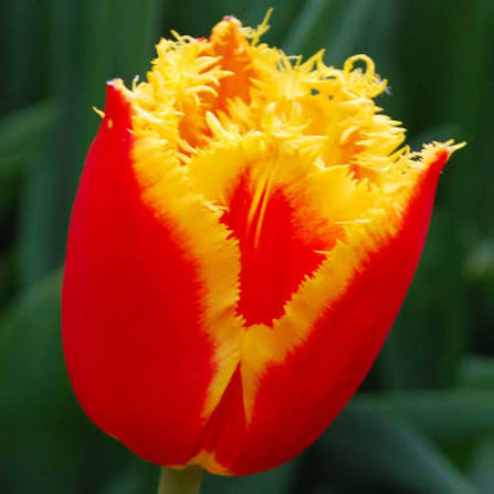 TULPES BĀRKŠZIEDU "CRISPY ARTAIR" 1gb