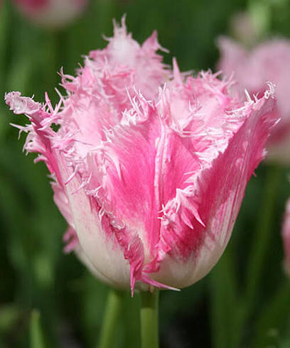TULPES BĀRKŠZIEDU "DALLAS" 1gb