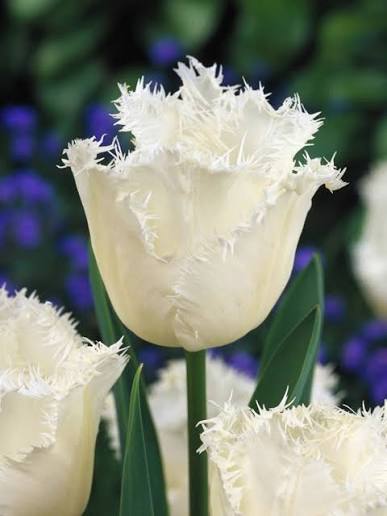 TULPES BĀRKŠZIEDU "HONEYMOON" 1gb