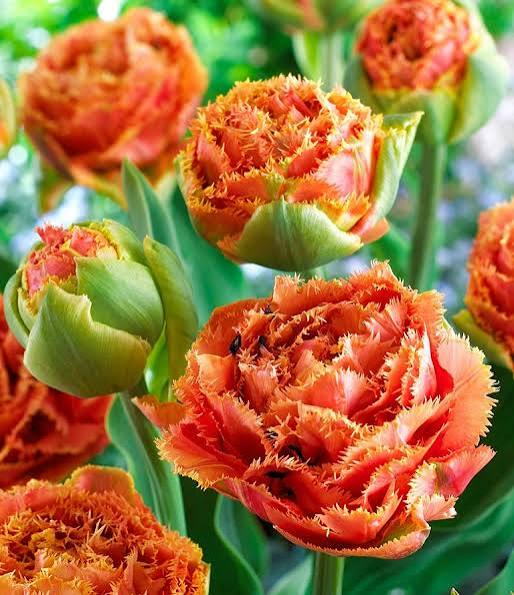 TULPES BĀRKŠZIEDU PILDĪTĀS "SENSUAL TOUCH" 1gb