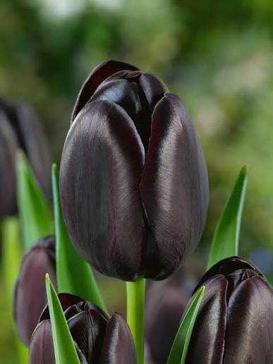 TULPES VĒLĀS "CAFE NOIR" 1gb