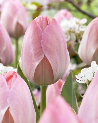 TULPES DARVINA "MYSTIC VAN EIJK" 1gb