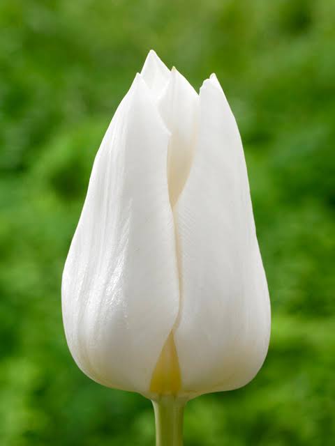 TULPES  TRIUMFA "ROYAL VIRGIN" 1gb