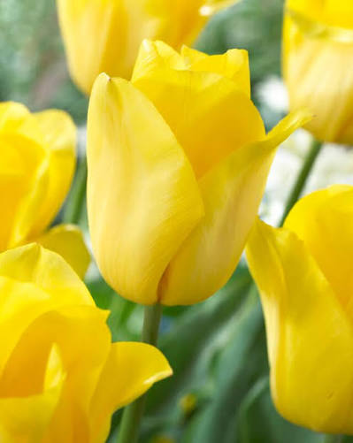 TULPES TRIUMFA "STRONG GOLD" 1gb