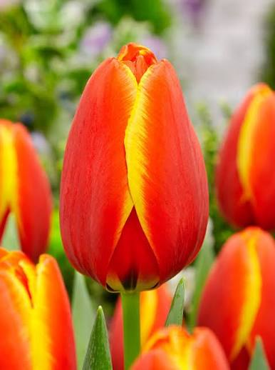 TULPES DARVINA "WORLD'S FAVOURITE" 1gb