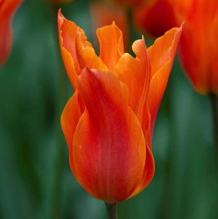 TULPES LILIJZIEDU "BALLADE ORANGE" 1gb
