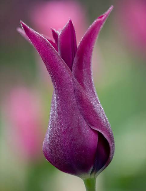 TULPES LILIJZIEDU "BURGUNDY" 1gb