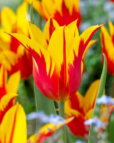 TULPES LILIJZIEDU "FIRE WINGS" 1gb