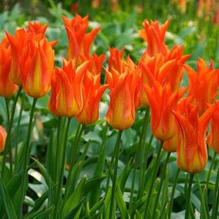 TULPES LILIJZIEDU "LILYFIRE" 1gb