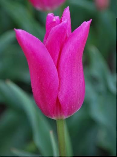 TULPES LILIJZIEDU "LILYROSA" 1gb