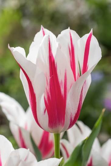 TULPES LILIJZIEDU "MARILYN" 1gb