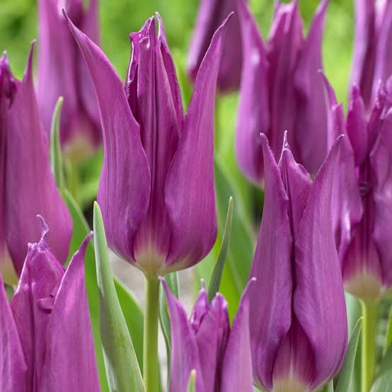 TULPES LILIJZIEDU "PURPLE DREAM" 1gb