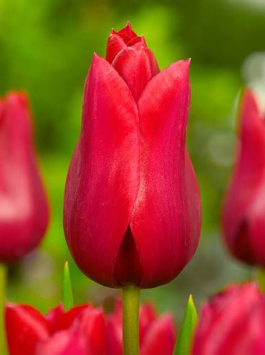 TULPES LILIJZIEDU "RED SHINE" 1gb