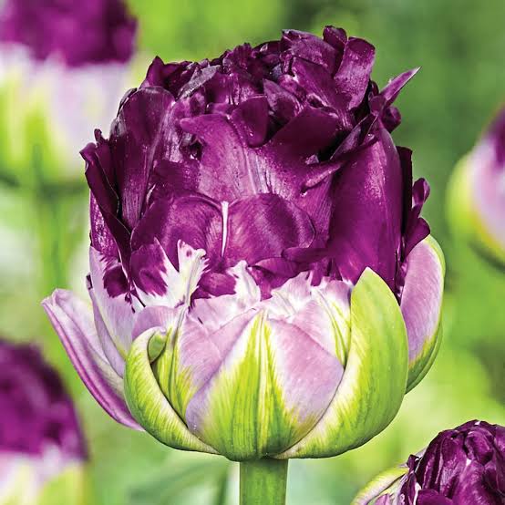 LEDUSTULPES "PURPLE PEONY" 1gb