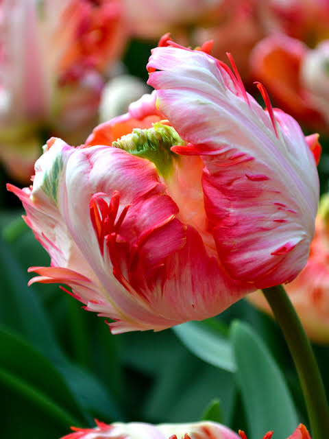 TULPES PAPAGAIĻZIEDU "APRICOT PARROT" 1gb