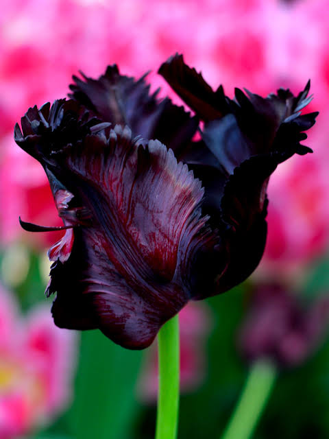TULPES PAPAGAIĻZIEDU "BLACK PARROT" 1gb