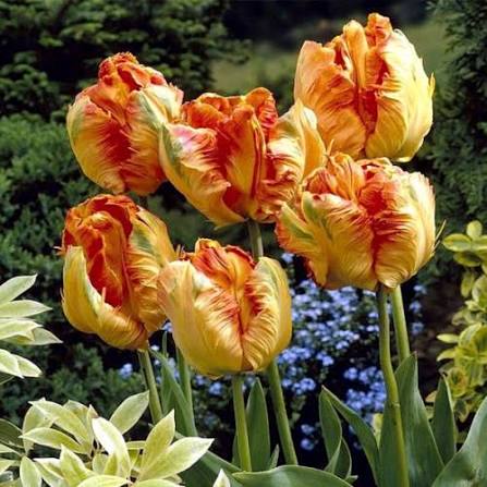 TULPES PAPAGAIĻZIEDU "COMET" 1gb