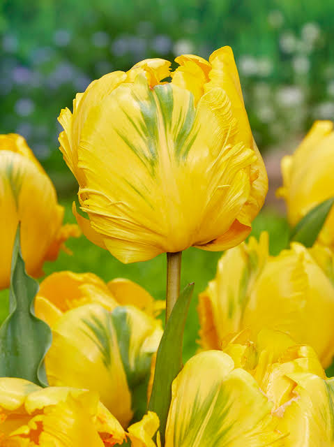 TULPES PAPAGAIĻZIEDU "EAGLE WINGS" 1gb