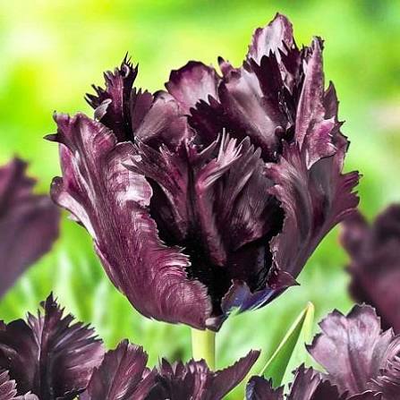 TULPES PAPAGAIĻZIEDU "FROZEN NIGHT" 1gb