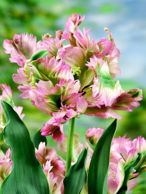TULPES PAPAGAIĻZIEDU "GREEN WAVE" 1gb