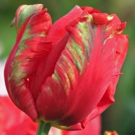 TULPES PAPAGAIĻZIEDU "HOLLAND HAPPENING" 1gb