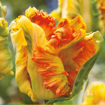 TULPES PAPAGAIĻZIEDU "PARROT KING" 1gb
