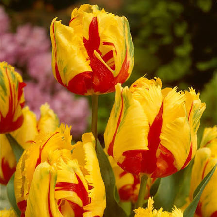 TULPES PAPAGAIĻZIEDU "TEXAS FLAME" 1gb