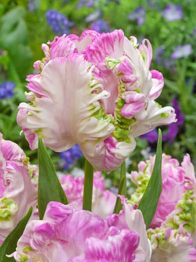 TULPES PAPAGAIĻZIEDU "WEBER'S PARROT PINK" 1gb