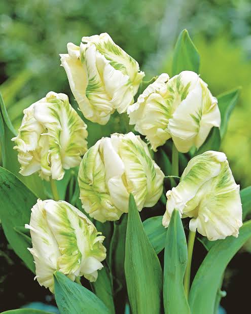 TULPES PAPAGAIĻZIEDU "WHITE REBEL" 1gb