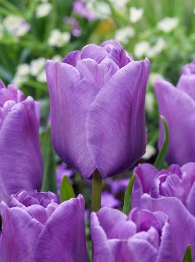 TULPES VĒLĀS "BLEU AIMABLE" 1gb