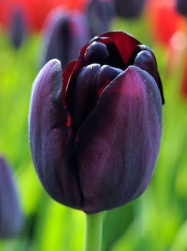 TULPES VĒLĀS "QUEEN OF NIGHT" 1gb