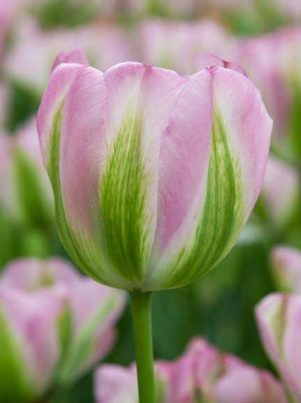 TULPES ZAĻZIEDU "GREENLAND" 1gb